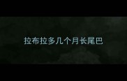拉布拉多几个月长尾巴