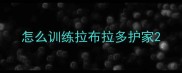 怎么训练拉布拉多护家