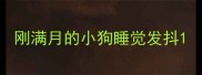 刚满月的小狗睡觉发抖