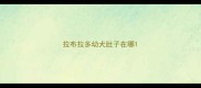 拉布拉多幼犬肚子在哪