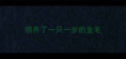 领养了一只一岁的金毛