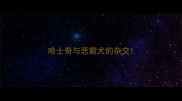 哈士奇与恶霸犬的杂交