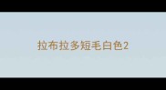 拉布拉多短毛白色