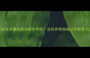 拉布拉多犬真的适合新手养吗这份养狗指南让你秒变训犬达人