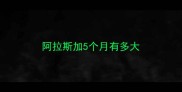 阿拉斯加5个月有多大