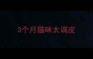 3个月猫咪太调皮