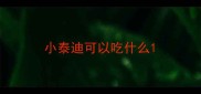 小泰迪可以吃什么
