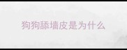 狗狗舔墙皮是为什么