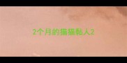 2个月的猫猫黏人