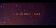 灰色泰迪吃什么美毛