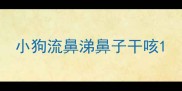 小狗流鼻涕鼻子干咳