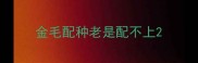 金毛配种老是配不上