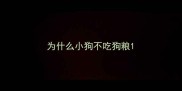 为什么小狗不吃狗粮