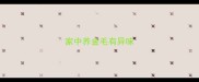家中养金毛有异味