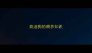 泰迪狗的喂养知识