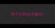 两个月的幼犬睡觉