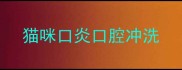 猫咪口炎口腔冲洗