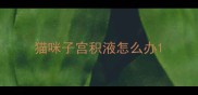 猫咪子宫积液怎么办