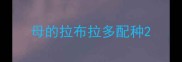 母的拉布拉多配种