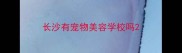 长沙有宠物美容学校吗