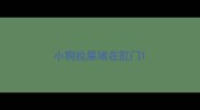 小狗拉屎堵在肛门