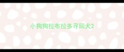 小狗狗拉布拉多寻回犬
