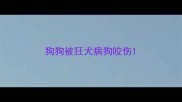 狗狗被狂犬病狗咬伤