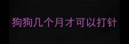 狗狗几个月才可以打针