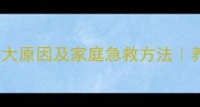 小狗频繁呕吐的8大原因及家庭急救方法养宠必看干货指南