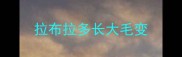 拉布拉多长大毛变