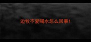 边牧不爱喝水怎么回事