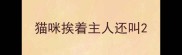 猫咪挨着主人还叫