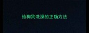 给狗狗洗澡的正确方法