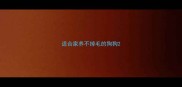 适合家养不掉毛的狗狗