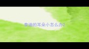 泰迪的耳朵小怎么办