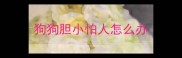 狗狗胆小怕人怎么办
