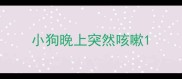 小狗晚上突然咳嗽