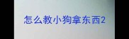 怎么教小狗拿东西
