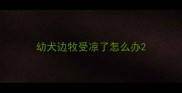 幼犬边牧受凉了怎么办