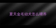 夏天金毛幼犬怎么喂养