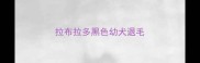 拉布拉多黑色幼犬退毛