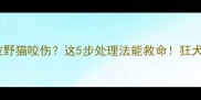 猫接种疫苗后被野猫咬伤这5步处理法能救命狂犬病预防全攻略