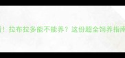 广东人必看拉布拉多能不能养这份超全饲养指南帮你避坑