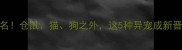 最受欢迎的宠物排名仓鼠猫狗之外这5种异宠成新晋网红附饲养指南