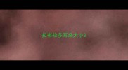 拉布拉多耳朵大小