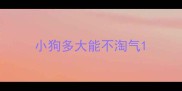 小狗多大能不淘气