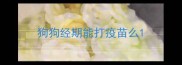 狗狗经期能打疫苗么