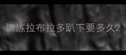 训练拉布拉多趴下要多久
