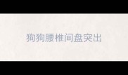 狗狗腰椎间盘突出