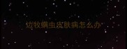 边牧螨虫皮肤病怎么办